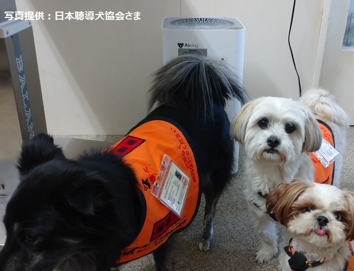 【保護犬猫施設応援プロジェクト（日本聴導犬協会）】Airdog X3Dサブ画像